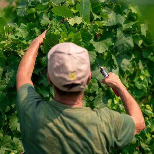 Dove tutto nasce.

#bastianich #bastianichwines #vino #wine #fvg #friuliveneziagiulia