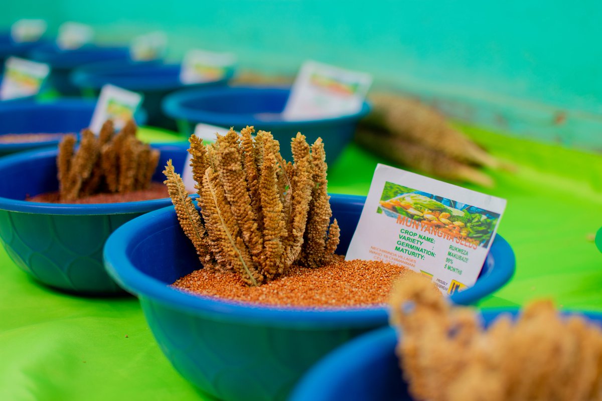 VSOZimbabwe's tweet photo. Our #WednesdayCrush shines on drought-tolerant sorghum that's bringing joy to farmers unaffected by El Niño's drought. Celebrating resilient livelihoods and the power of Agroecology.  #Agroecology#ResilientLivelihoods. https://t.co/IbhNbt4BIh