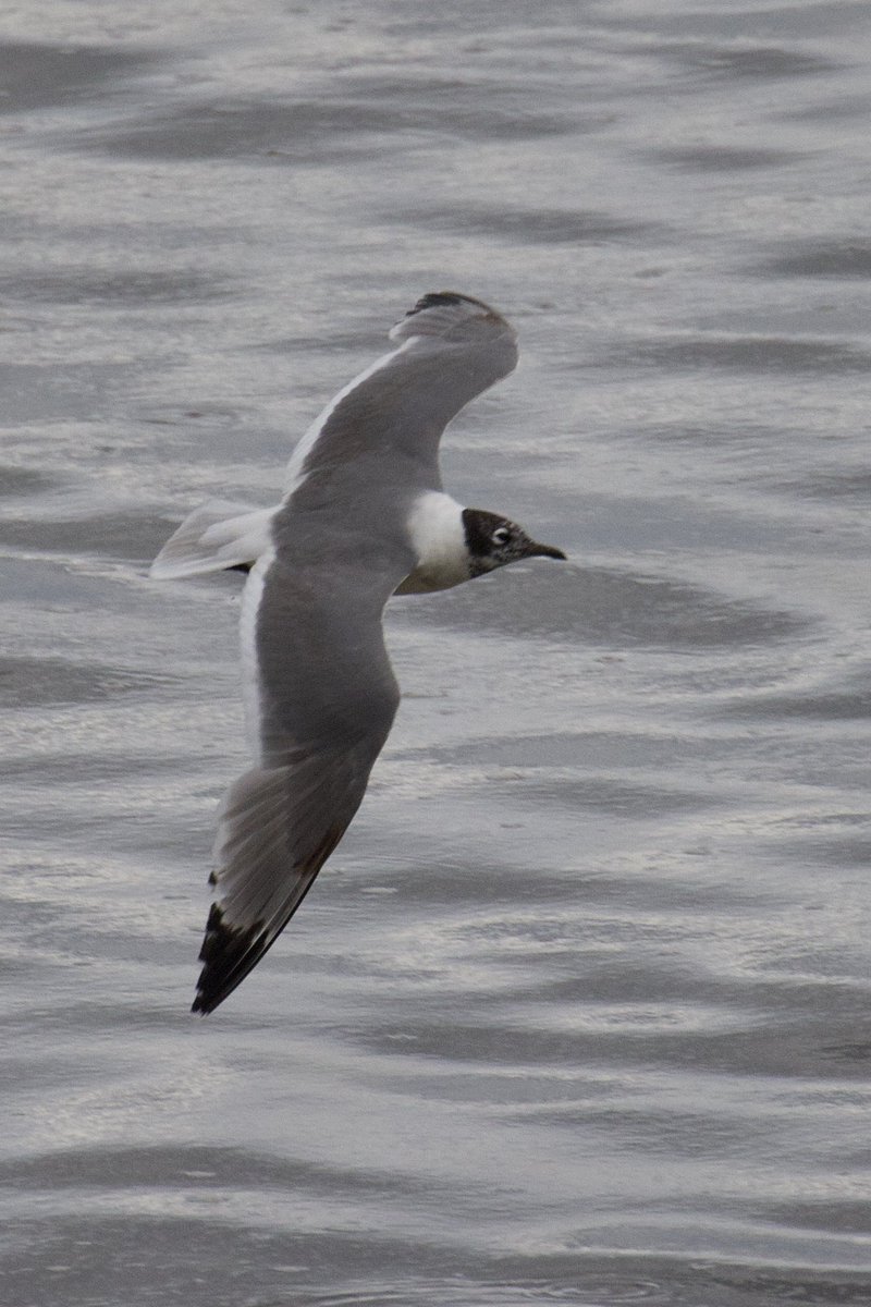 e9doc's tweet image. The Franklin’s Gull at Crossness