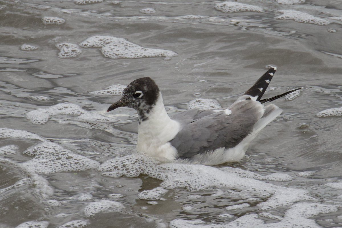e9doc's tweet image. The Franklin’s Gull at Crossness