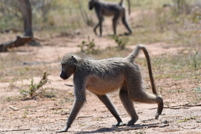 BingaResidents's tweet photo. As Human Wildlife conflict intensifies in Binga district, Baboons are breaking into houses -vandalising people's utensils, and eating their food. These actions are also attributed to Elino induced droughts which affected the food systems in the Jungles. @ActUbumbano @Zimparks https://t.co/Q4pIn777Ib