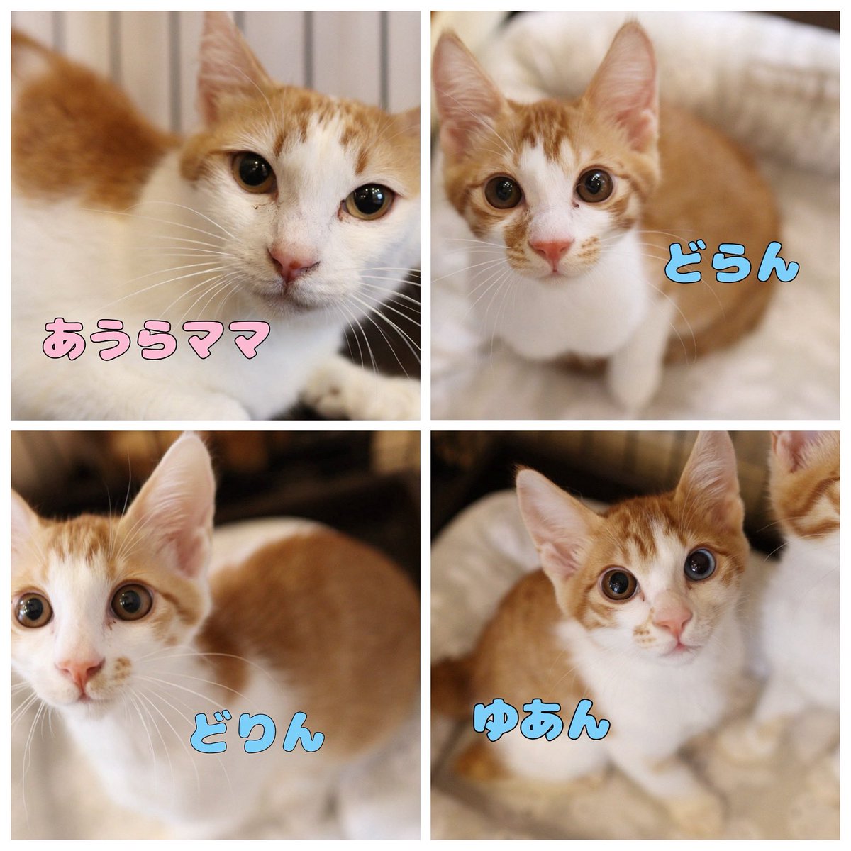 あうらママ あうら 