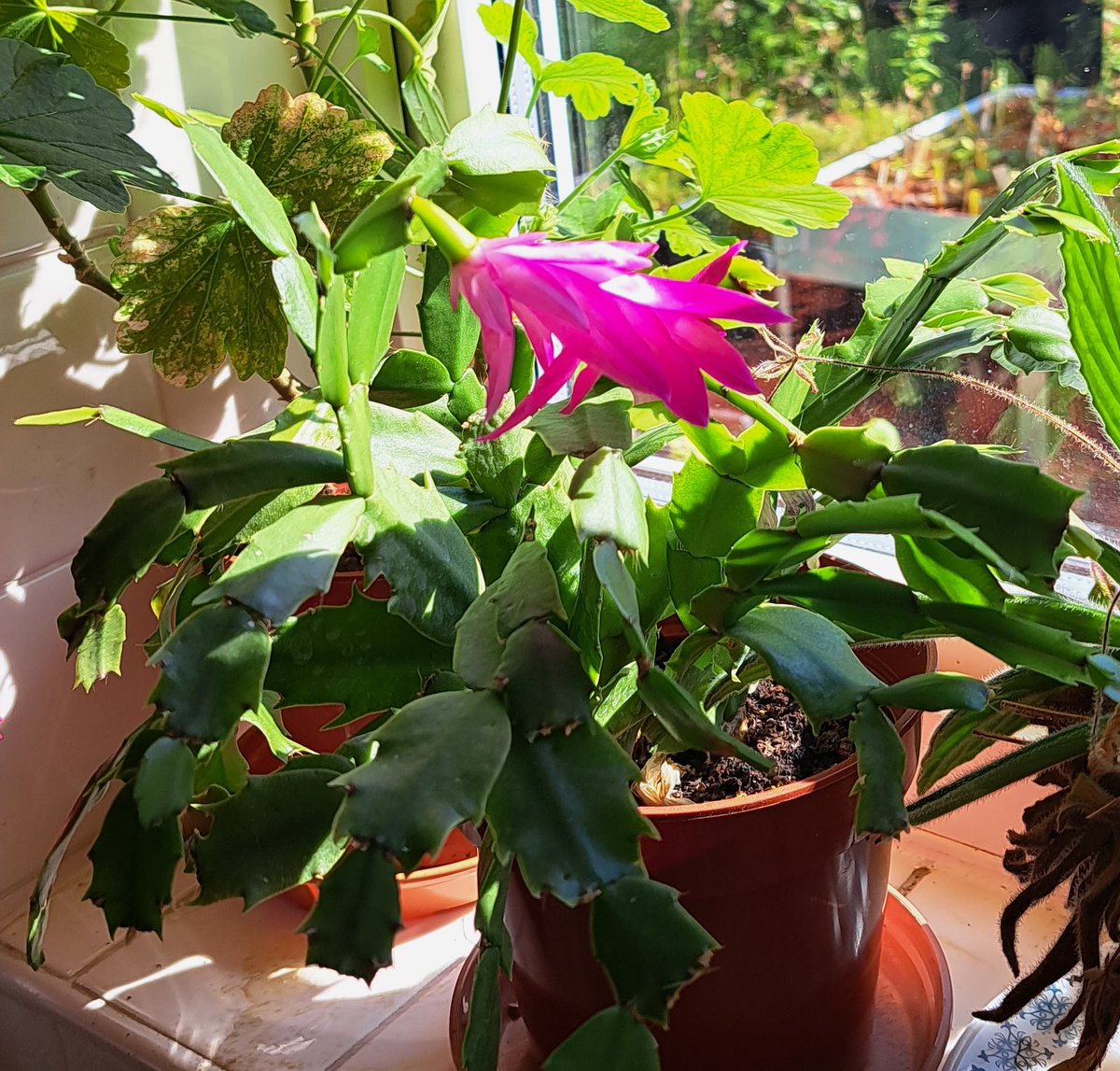 PrimulasVAW1's tweet photo. Why is my Christmas Cactus flowering in July? https://t.co/0fCXYn2YS1