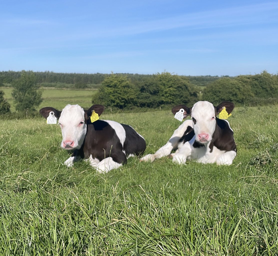 Issues With Calves at Grass?
⁃Summer Scour
⁃Poor Thrive
⁃Brown Coats
⁃Blindness

Try #AllenNutrition Calf Complete Mineral Pellet 
⁃Contains Phos, Cu, Zn, Se, Vit E &amp; B Vitamins
⁃Actisaf Live Yeast
⁃Low feed rate (50g/hd/day)

For more info Call Daniel (086) 021 2850