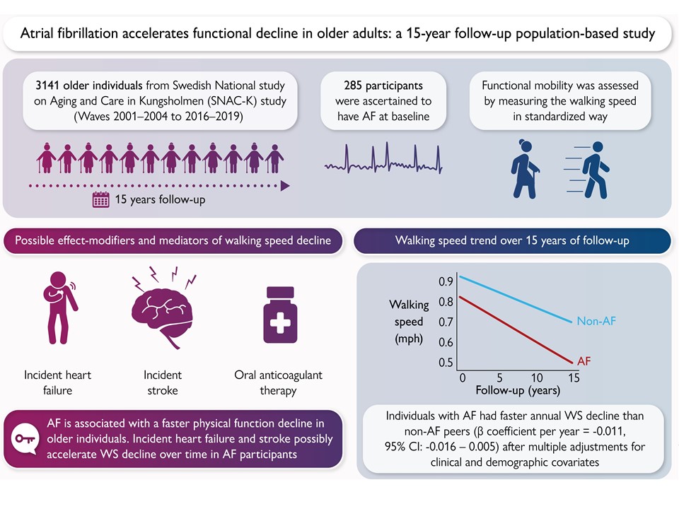 Atrial fibrillation accelerates functional decline in older adults: a 15-year follow-up population-based study 👉 bit.ly/45VXOA2

#Europace #arrhythmias #AF <a href="/EuropaceEiC/">Europace Editor-in-Chief</a> @GiulioConte9 <a href="/Dominik_Linz/">Dominik Linz</a> <a href="/FraSantoroMD/">Francesco Santoro, MD, PhD</a> <a href="/AndyZhangMD/">Xiaodong Zhang (Andy), MD, PhD, FHRS, FACC</a> <a href="/marcovitoloMD/">Marco Vitolo Ⓜ️</a> <a href="/MBergonti/">Marco Bergonti</a>