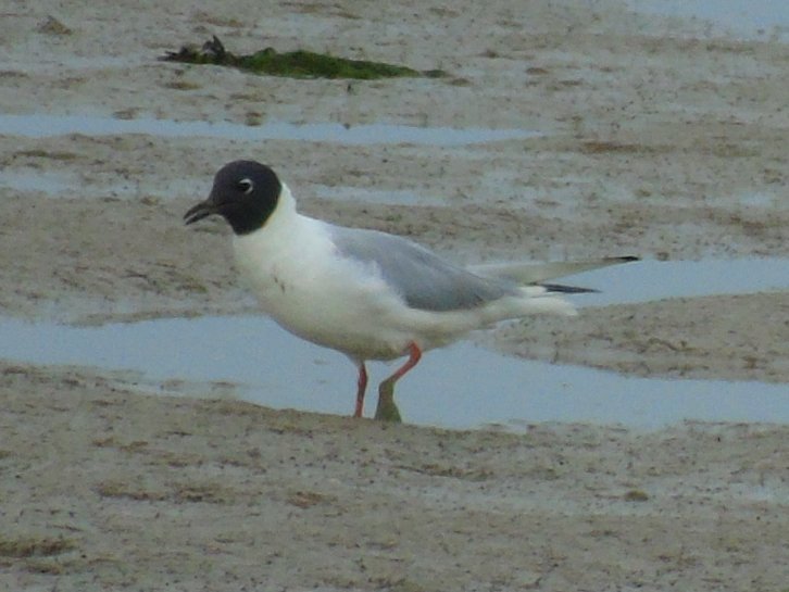 OareMarshes's tweet image. An hour spent at #MyPatch. plenty on the scrape including 7 Spoonbill, SpotRed, Golden Plov. Good views Bonaparte's Gull east of slipway.
Looks  like Swallows in east hide not successful this year....nest deserted, 1 dead chick in nest.