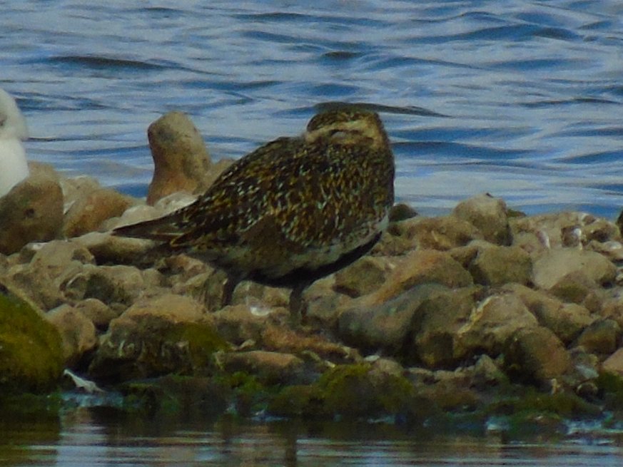 OareMarshes's tweet image. An hour spent at #MyPatch. plenty on the scrape including 7 Spoonbill, SpotRed, Golden Plov. Good views Bonaparte's Gull east of slipway.
Looks  like Swallows in east hide not successful this year....nest deserted, 1 dead chick in nest.