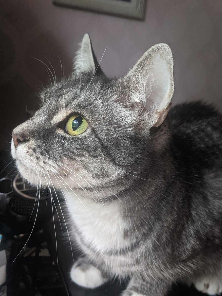 kittycatsonata1's tweet photo. Its still hard to belive to me that we already had her for 8 years! 
It feels like this he time has just flown away! 
She is such a light in my life, this little lady ♥️☀️ https://t.co/jt4TzWv6Ew