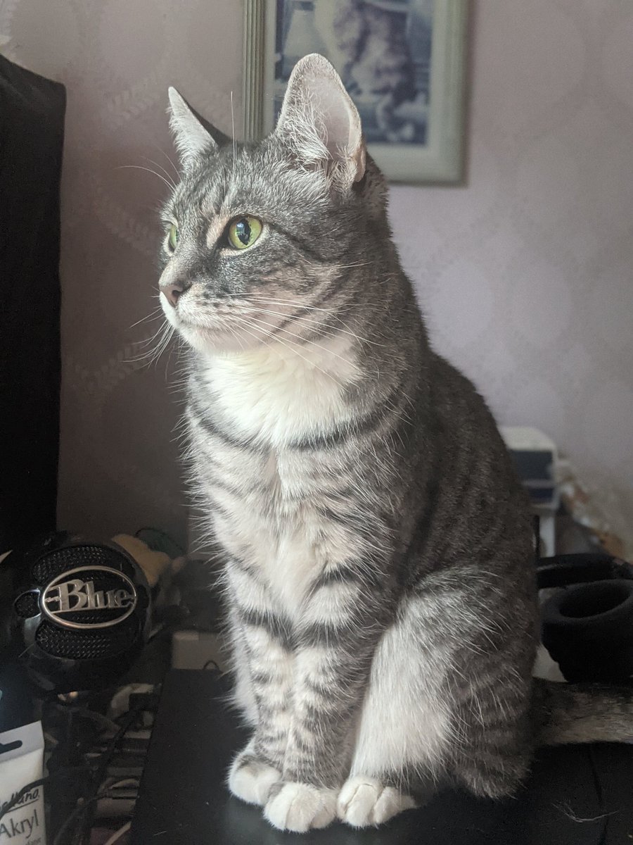 kittycatsonata1's tweet photo. Its still hard to belive to me that we already had her for 8 years! 
It feels like this he time has just flown away! 
She is such a light in my life, this little lady ♥️☀️ https://t.co/jt4TzWv6Ew