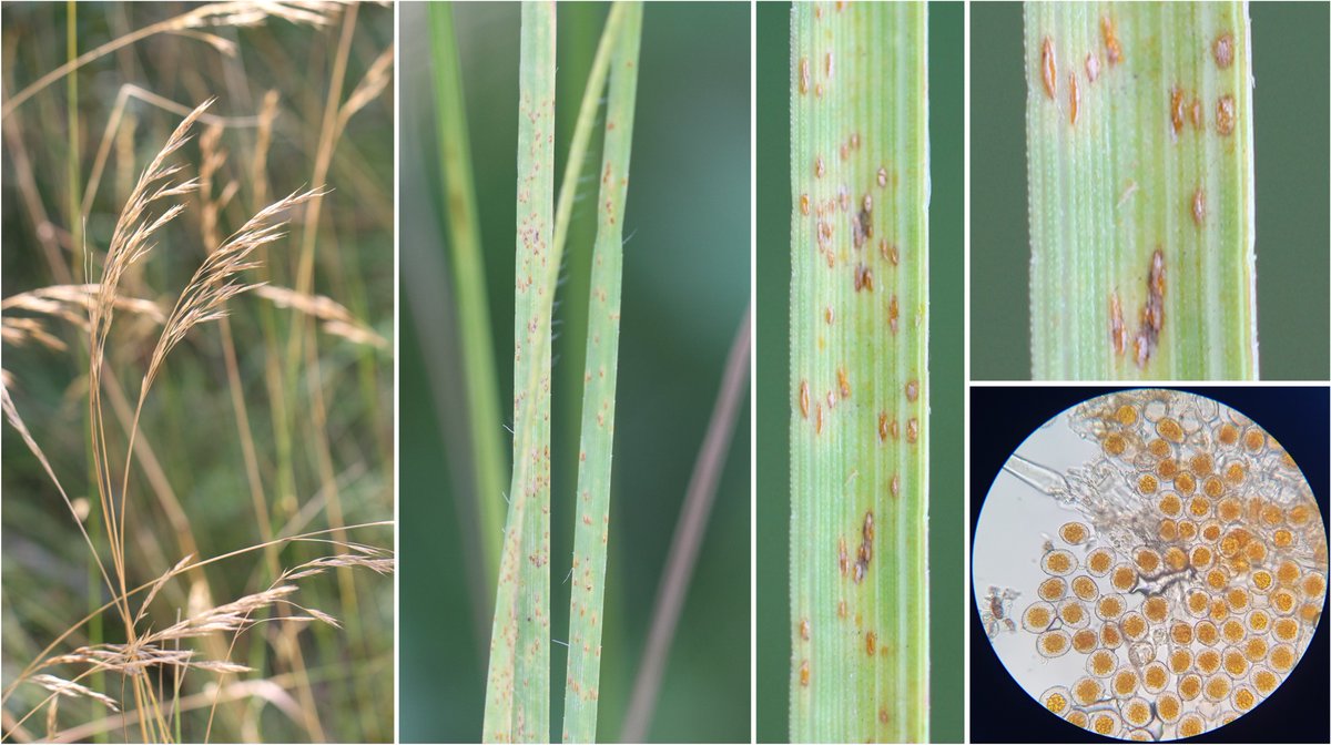 wheatpath's tweet photo. #Rust on erect brome (#Bromus erectus) likely caused by #Puccinia bromina (Thérondels, FR). https://t.co/b9foryivjJ