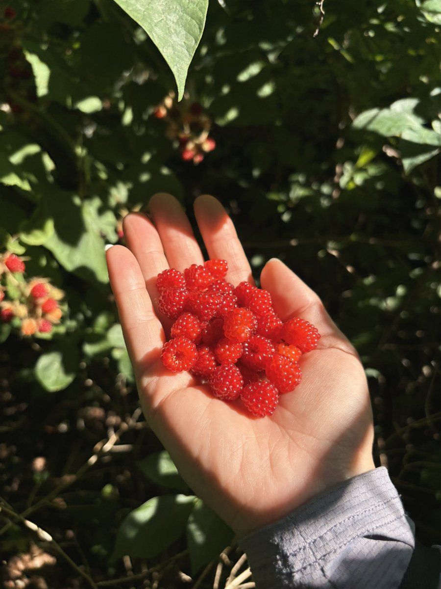 Morning dog walks in July mean a 1 hour Wineberry snacking marathon!! The only thing that makes 90% humidity slightly less insulting.