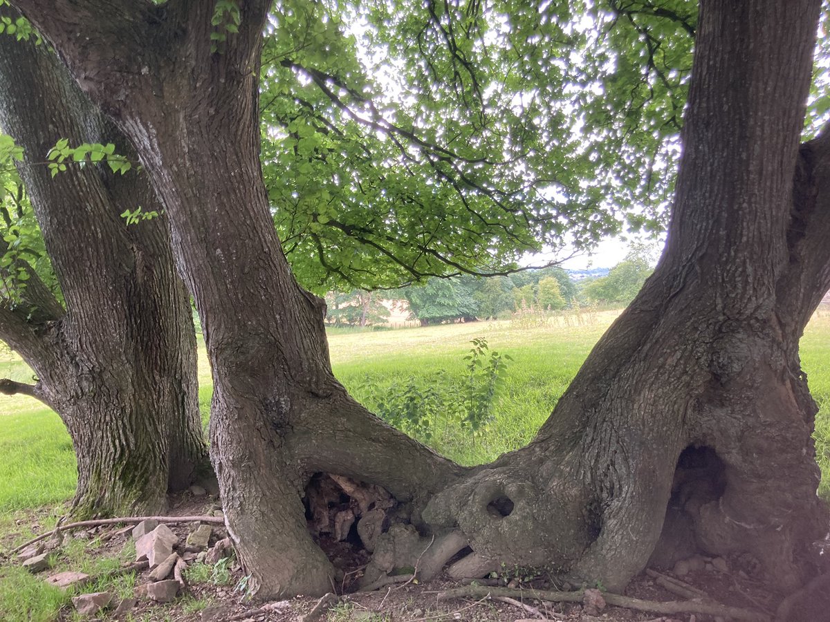 Art Branches tweet media