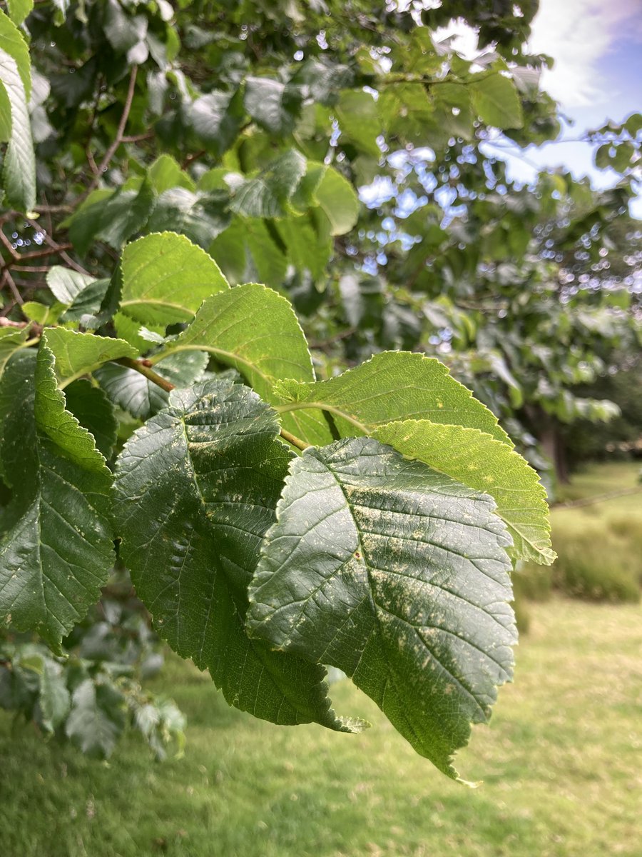 Art Branches tweet media