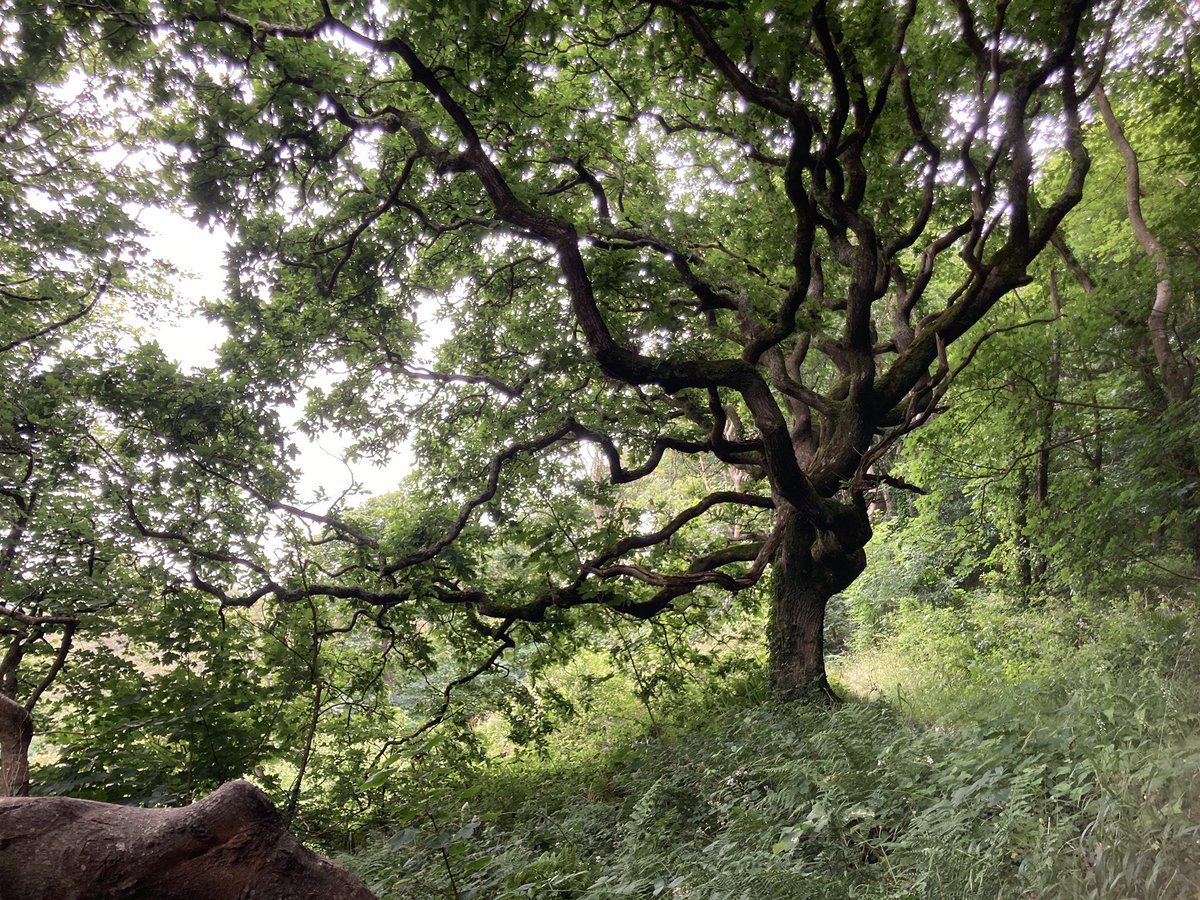Healthy Ancient elms and twisted oaks framing the views <a href="/AncientTreesATF/">Ancient Tree Forum</a> <a href="/VisitDevonUK/">Visit Devon</a>
