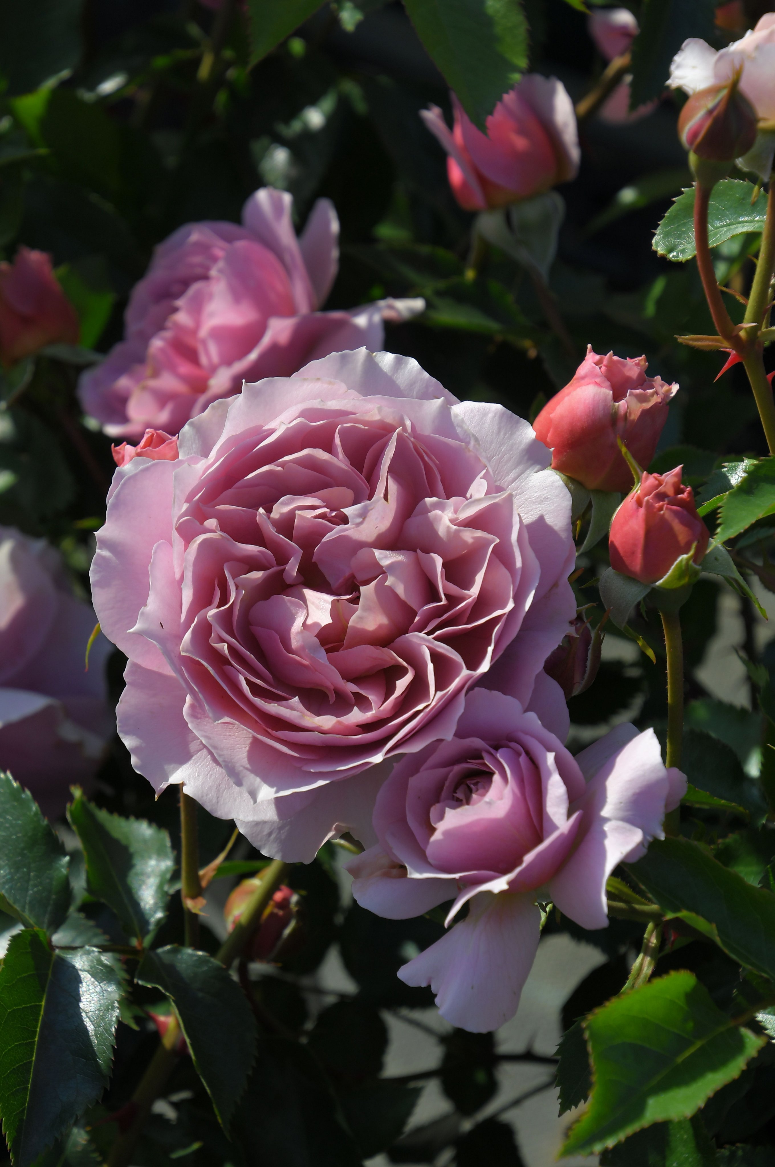 バラの家 公式本店 Rosa Orientis on X: 