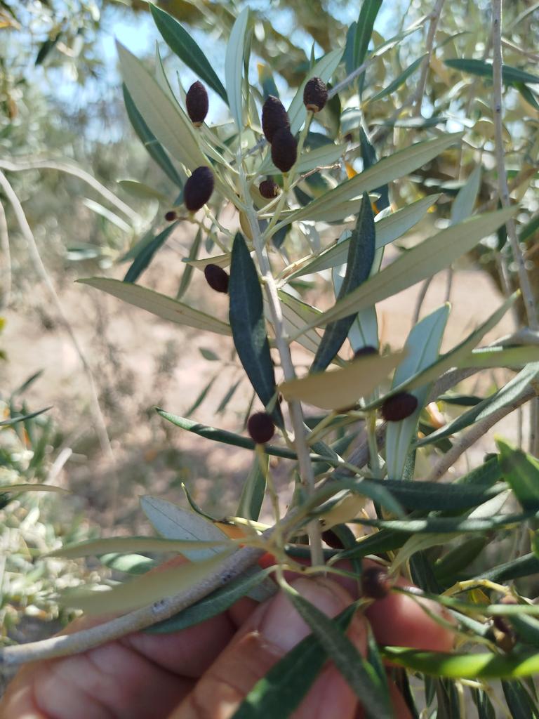 vallcorbi's tweet image. Tercer any on pràcticament no es collirà a les oliveres de #secà del sud de #Lleida per culpa de la greu #sequera que ens segueix afectant.
Aquest any els arbres van florir, quedava oliva però a les primeres calors ja les asseca. @Vakapiupiu @llfoix @Meteomaxima @meteocat @rac1