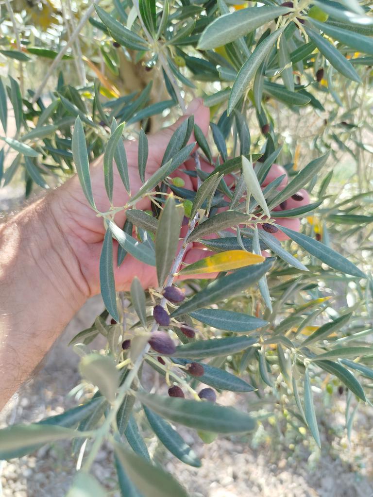 vallcorbi's tweet image. Tercer any on pràcticament no es collirà a les oliveres de #secà del sud de #Lleida per culpa de la greu #sequera que ens segueix afectant.
Aquest any els arbres van florir, quedava oliva però a les primeres calors ja les asseca. @Vakapiupiu @llfoix @Meteomaxima @meteocat @rac1