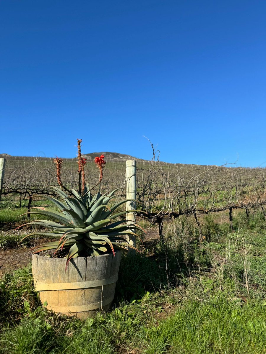 rakawines's tweet photo. A nice sunny day on the farm after all the forces of nature we had last week βοΈ
#rakawine #visitstanford #winelovers #coolclimatewines #SAwine #kleinriver https://t.co/vsePQ9I5bW