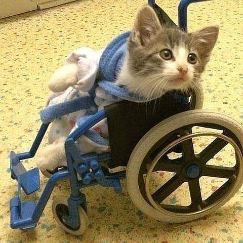 cutecatslady's tweet photo. @AMAZlNGNATURE https://t.co/M5l8qZa7nn