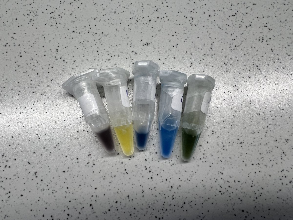 KonstantinBikb2's tweet photo. Got some new colourful material to crystallise. I love metalloproteins 😊 https://t.co/07vzDKkUlL