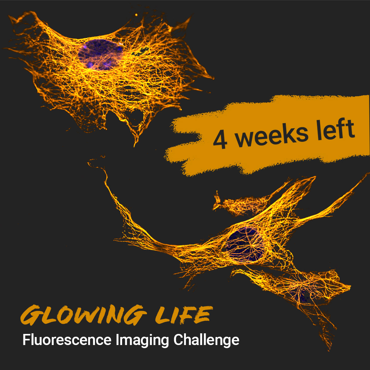 Join the #GlowingLifeChallenge and prepare your research entries today! With 4 weeks left, now's the perfect time to order your ATTO-TEC colors and begin your experimentation. Submit your entries and stand a chance to win.
lnkd.in/eJH_3cFn

#AttoTec #ResearchExcellence