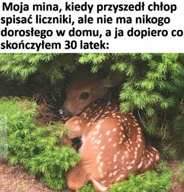donald.pl tweet media