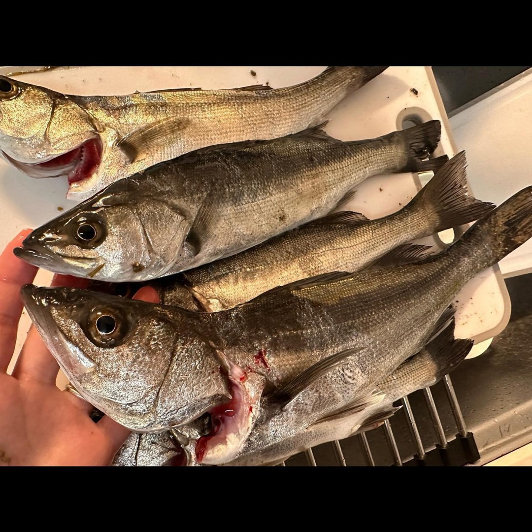 azmiwarniar's tweet photo. 手の施し方で🐟の見た目の
美しさがちゃうな🤣ww

もうばっちりきるのはやめよ🤣

スプ〜ンナイフ🦀？w
スプ〜ン締め？ww🌸🐟
瞬〆瞬スパッすぎたwwwww

思わずでた『お〜！！！、、』

ってことで、魚がいい〜！！
と言われ、待ってなと海へ夜逃げ
無事に今晩は美味しい
お刺身ディナー確定‼️☺️ https://t.co/63kJiYUpgn