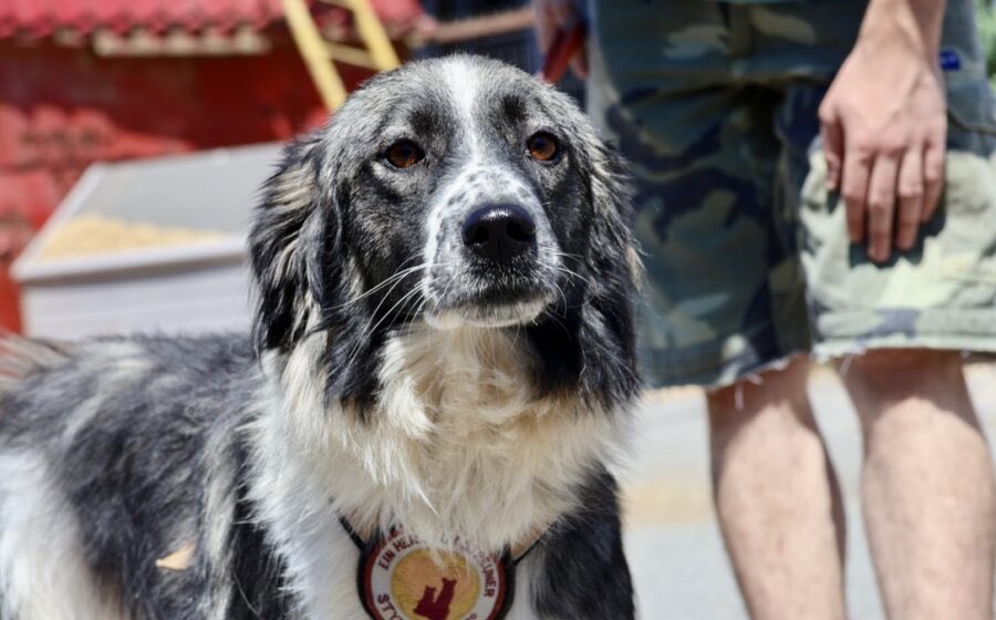 Herz_Streuner's tweet photo. Agapi soll endlich das große Los ziehen dürfen & ausreisen 😢 wenn sie nicht draußen ist, sitzt sie nur zusammengekauert in ihrem Zwinger.. 😔 https://t.co/rrJ66Zthda
#rescued #rescuedog #adoptable #adoptmr #adoption #dog #dogs #animal #animals #help https://t.co/W5p8fDiqE1