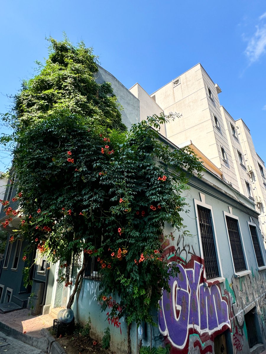 ysrdnl's tweet photo. Beyoğlu’nun “sertifikasız” yeşil binaları. Düşük teknoloji, yüksek estetik ve ekolojik değer. https://t.co/xQ1X3dL3fk