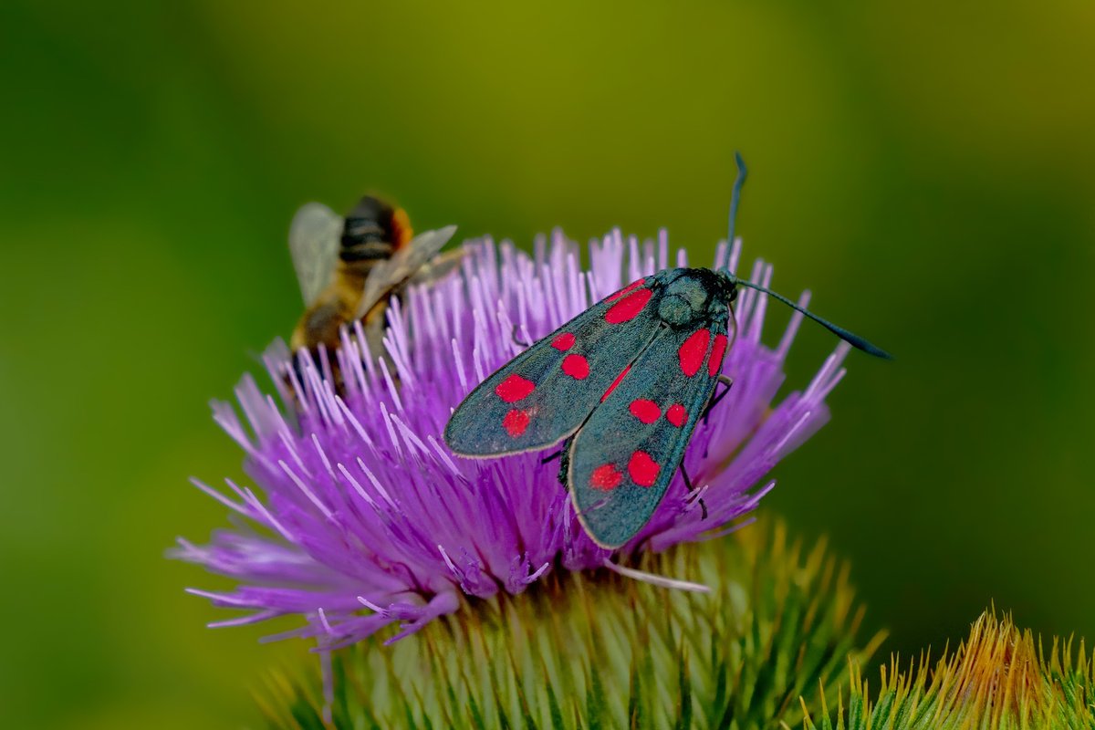 PestKent tweet picture