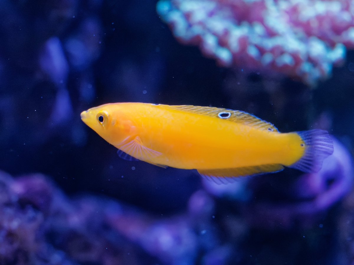 bentos1368's tweet image. Neefs Reef latest occupants, a Yellow Eyed Tang, Yellow Wrasse and a Scooter Blenny !  #reeftank #reefkeeping #aqurium #marinefishkeeping