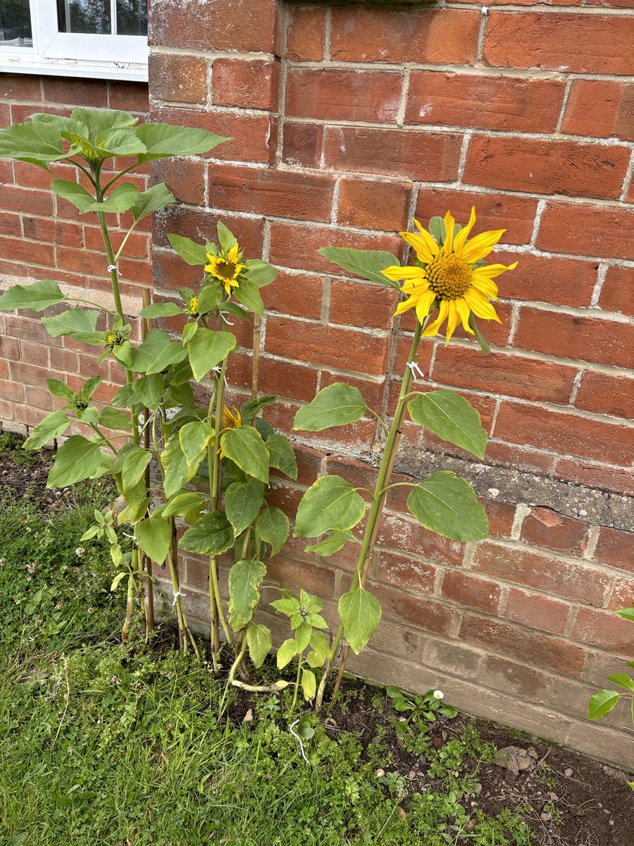KingsS4L's tweet photo. Some of the beautiful sunflowers planted against the main school building by our wonderful site team.  🌻 
They look great!
⁦@KingsSchoolOSM⁩ https://t.co/aovBYvw10k
