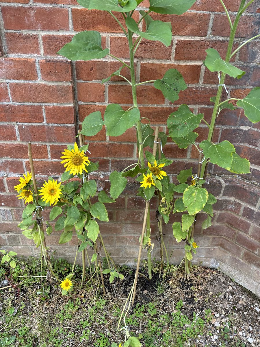 KingsS4L's tweet photo. Some of the beautiful sunflowers planted against the main school building by our wonderful site team.  🌻 
They look great!
⁦@KingsSchoolOSM⁩ https://t.co/aovBYvw10k