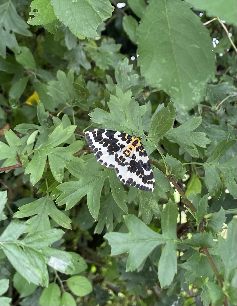 Spotted this walking along the canal yesterday. Not sure if it’s a moth or butterfly? <a href="/savebutterflies/">Butterfly Conservation 🦋</a> can you help with the identification please?