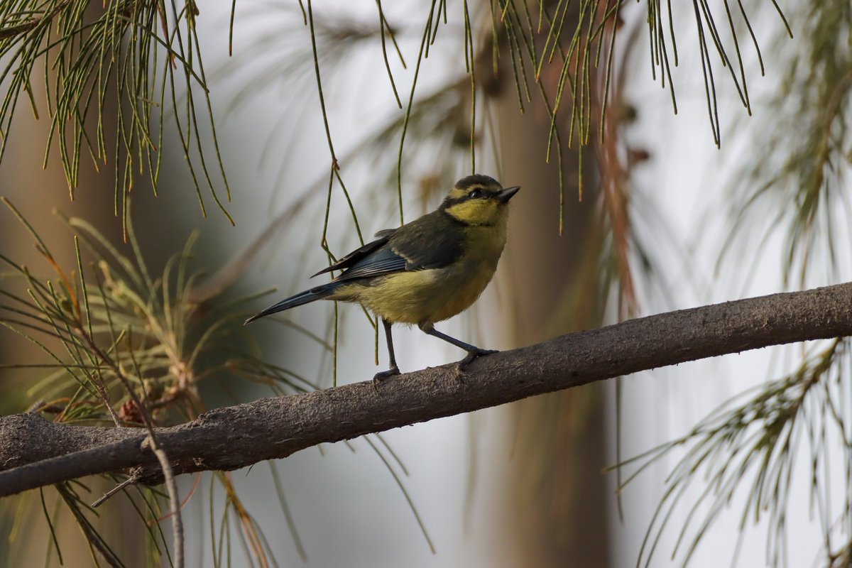 A nice morning around the Las Américas golf course with plenty of Canary, 4 Berthelot's Pipit, 3 African Blue Tit, Black-crowned Night Heron, Glossy Ibis, Cattle Egret and 5 hoopoe.
