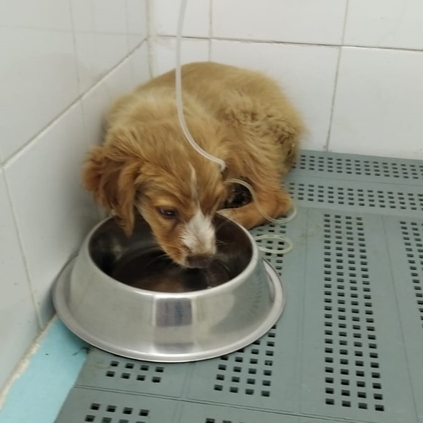 adoptala's tweet photo. Os pedimos que mandeis fuerza a esta pequeña, ha llegado a nosotros junto a su hermano que ha fallecido por intoxicación 😓😓, ella por ahora es una chica fuerte y esta sobreviviendo pero tiene un pronostico muy reservado, os mantendremos informados... https://t.co/XUcxGxIxZZ