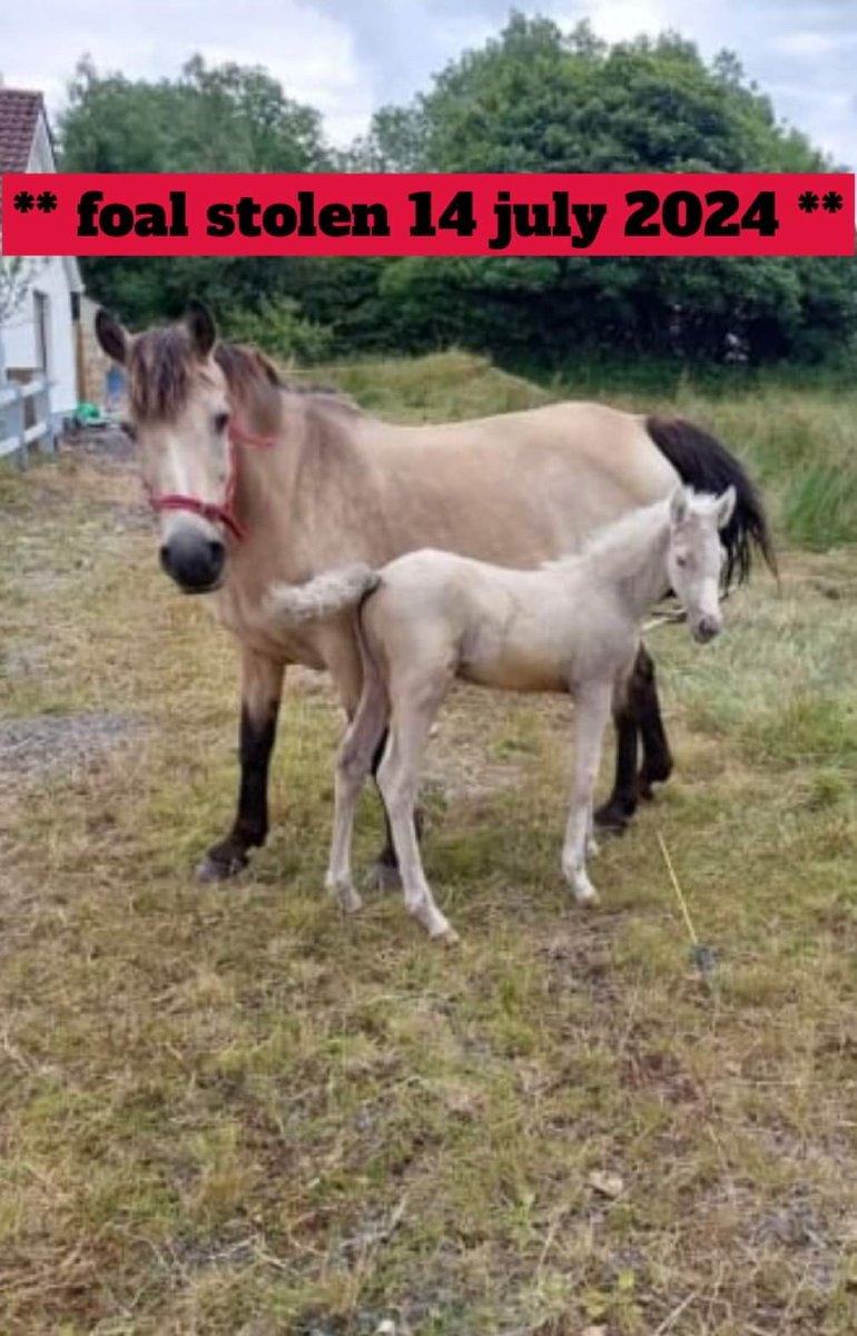 ⚠️Urgent Still Missing
Make #TOOHOTTOHANDLE #viral

At 6 weeks old, this foal is too young to be separated from their mother!!⚠️

SUBSTANTIAL REWARD OFFERED
Stolen Sunday am 14/7/24 Bornacoola/Dromod/Mohill Co. Leitrim
If anyone sees or hears anything, please 📞 0863267390
