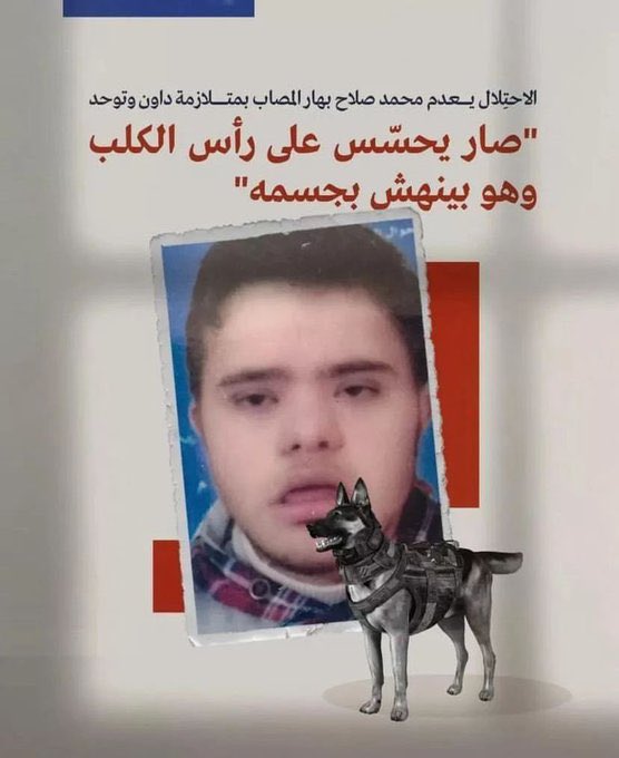 tamerqdh's tweet photo. "سيبني يا حبيبي خلص"

كانت آخر كلمات محمد البريئة بينما كان يتحسس رأس الكلب ، حينها مزق الكلب المسعور أوردته وهو يظنه يلاعبه، حبسوه الجنود الاسرائيلين في غرفة، وأقاموا حفلة صاخبة راقصة بينما الروح تنسل من جسده الغارق بدمه رويداً رويداً، وصراخ الحاجة نبيلة يشق السماء وهي تناشد الجنود أن ينقذوه بلا فائدة ... ربما انتهت آخر حركة من رقصات الجنود مع آخر ارتعاشة من يد محمد وهو يسلم الروح لخالقها !

ها أنا ذا، أسأل نفسي للمرة الألف، عن الطريقة التي ستتعافى فيها أمٌ من مشهد ترى فيه ابنها _متلازمة داون_ والكلاب المسعورة تنهش لحمه!
لقد أجبرها «محمد» أن تبقى أماً لطفل وهي تعبر السبعين من العمر، بقي ابن الـ ٢٥ عاماً وليدها المدلل، لا يضحك ��لا في وجهها، لا يشرب ويأكل إلا من يدها، لقد خافت على نفسها الموت قلقاً على مصيره بعدها .