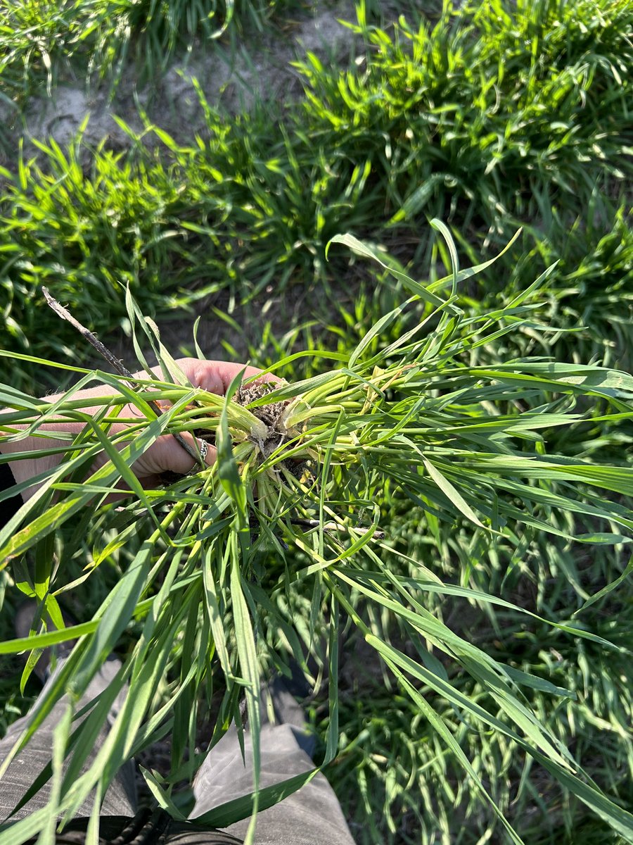 Very impressed with this Mowhawk Wheat sown on May 1. Germinated on very marginal moisture in deep sand, with the help of SE14. Competitive shoot biomass and extensive roots. 80 units of N so far. Fingers crossed for spring! 🤞🏻