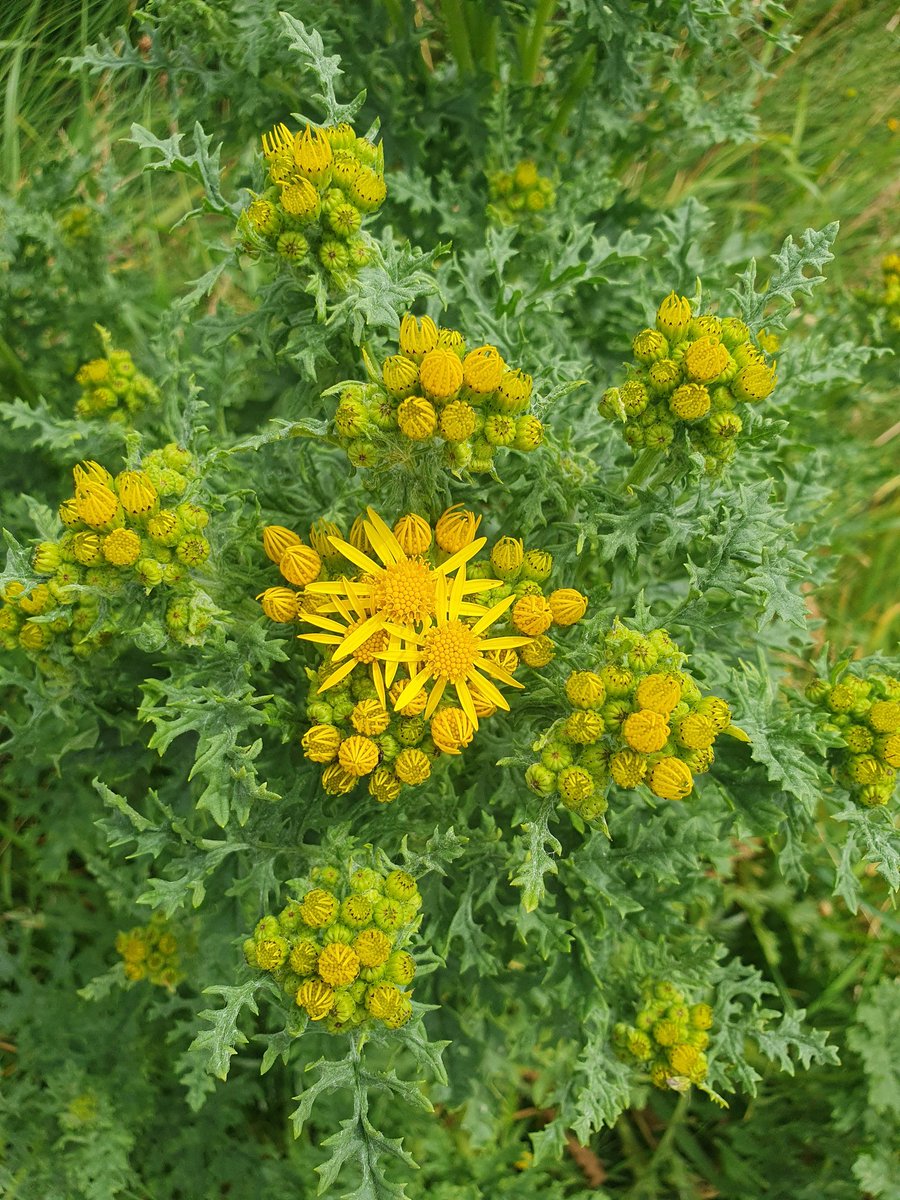 Margaret Leahy tweet media