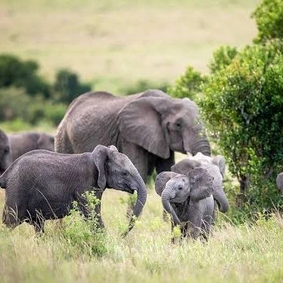 KensaiSafaris's tweet photo. 𝕋𝕙𝕖 𝔼𝕝𝕦𝕤𝕚𝕧𝕖 𝔼𝕝𝕖𝕡𝕙𝕒𝕟𝕥𝕤 𝕆𝕗 𝕄𝕒𝕒𝕤𝕒𝕚 𝕄𝕒𝕣𝕒 ℕ𝕒𝕥𝕚𝕠𝕟𝕒𝕝 ℝ𝕖𝕤𝕖𝕣𝕧𝕖
When elephants need to take a nap they learn against a tree or simply rest their trunk on the ground and doze
#Outdoors
#Intothe wild
#best vacations https://t.co/4qWyjKeu9C
