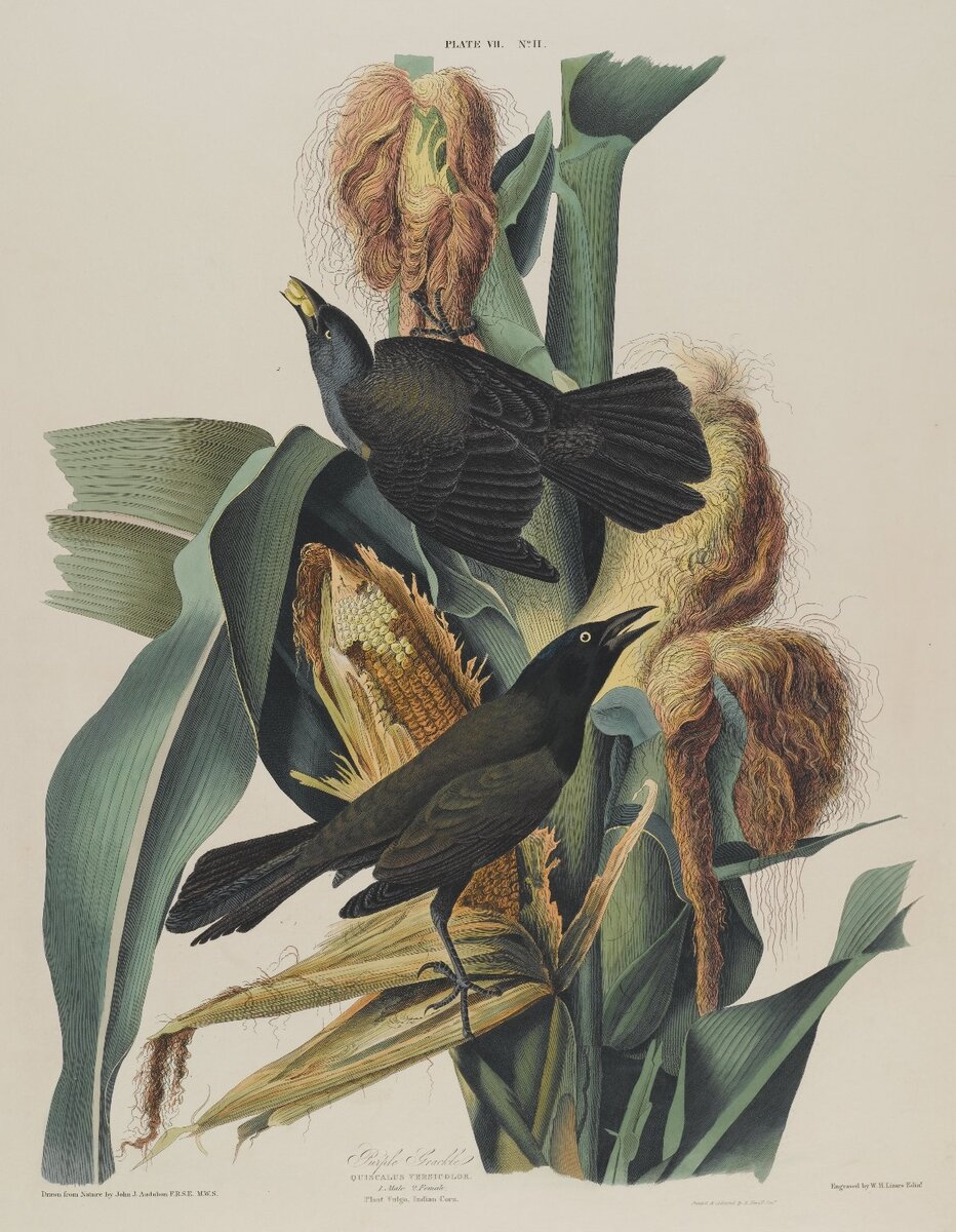 ArtistAudubon's tweet photo. Purple Grackle https://t.co/GTZmeUmqcl https://t.co/4Yd07afeht