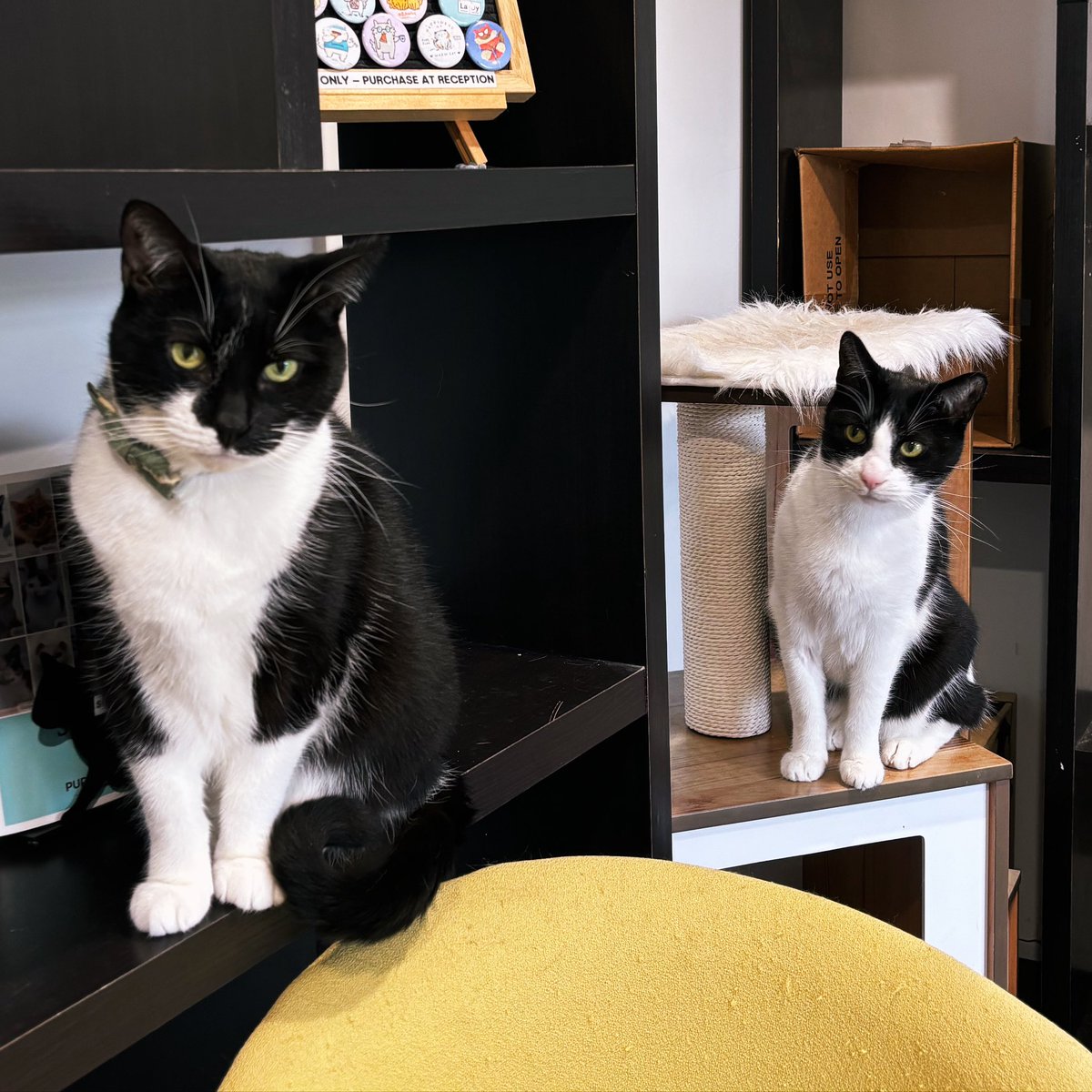 purrsandbeansnz's tweet image. “He’s behind me, isn’t he?” That feeling you get when you sense you’re being watched 👀😂 #Tonks #Bandit #brothers #siblingfun #tuxedocats #purrsandbeans