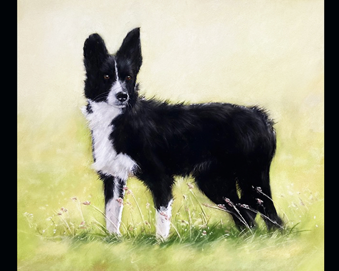 'Midge'. Pastel. Lovely working sheepdog waiting to be collected.