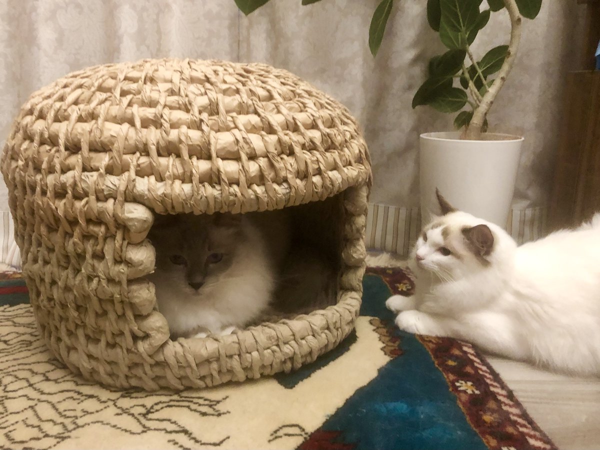 syashin_nikki's tweet photo. Amazonの箱に入ってるあの紙で作った猫ちぐら、やっっっ……と完成した🥹
手に何個もタコできるし超大変で何度も心折れかけたけど、完成した途端に猫たちが我先にと交互に入ってくれてまじで泣きそうになった
作ってよかった https://t.co/cvQptuXlbd