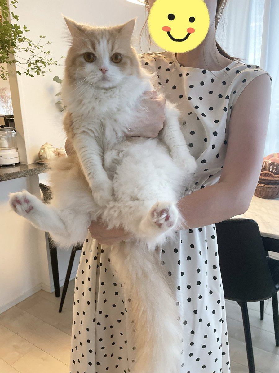 猫のこなつくん🐾 (@konatsu713_) / Posts / X