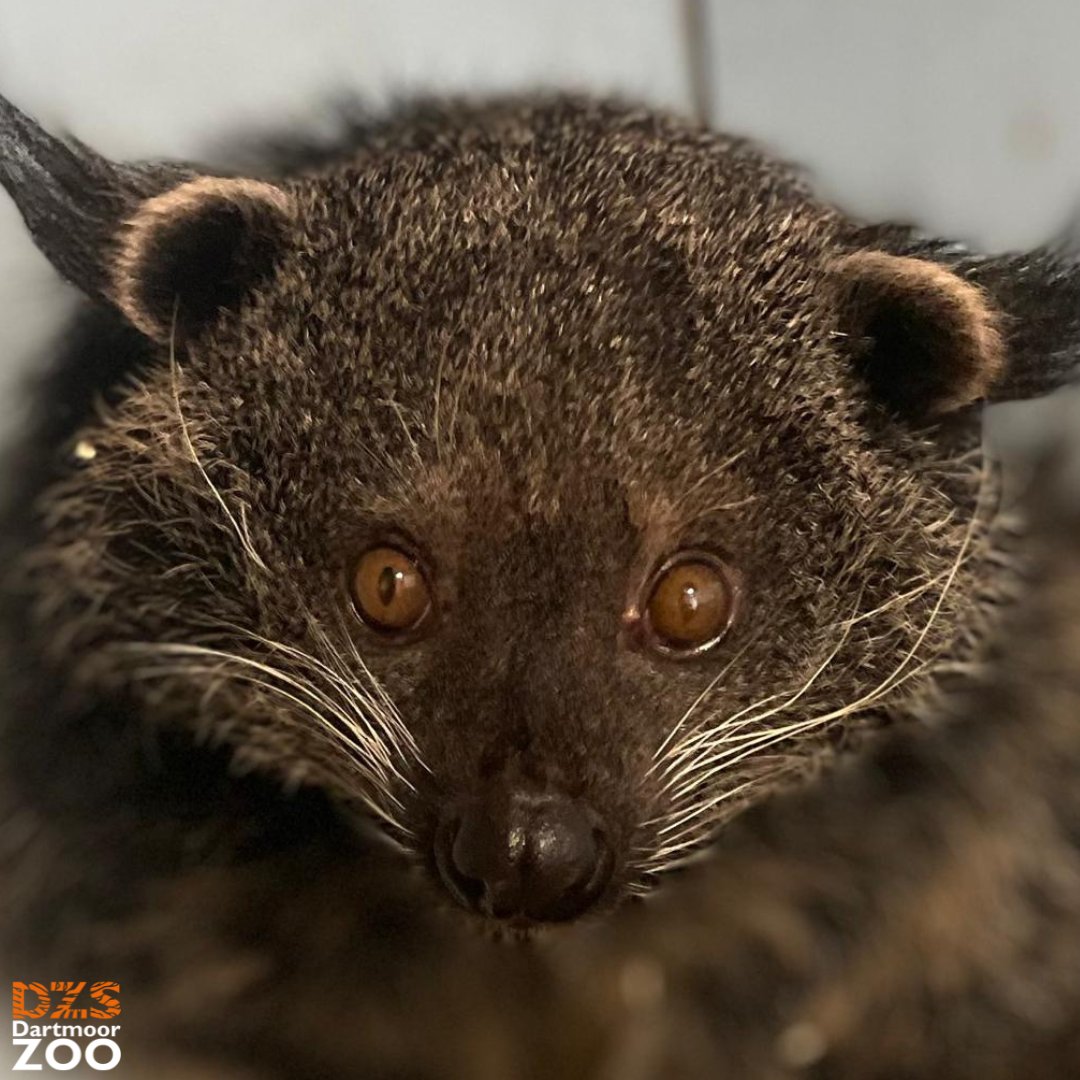 Anyone else feel like they're being watched? 👀 

📷 Keeper Callum

#DartmoorZoo #DZS #Devon #Binturong