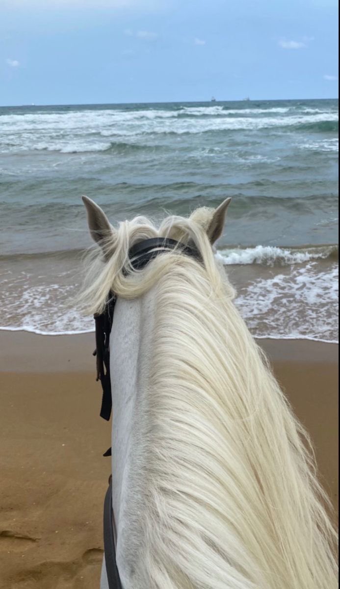 بحر 🌊 (@butterflless) on Twitter photo 