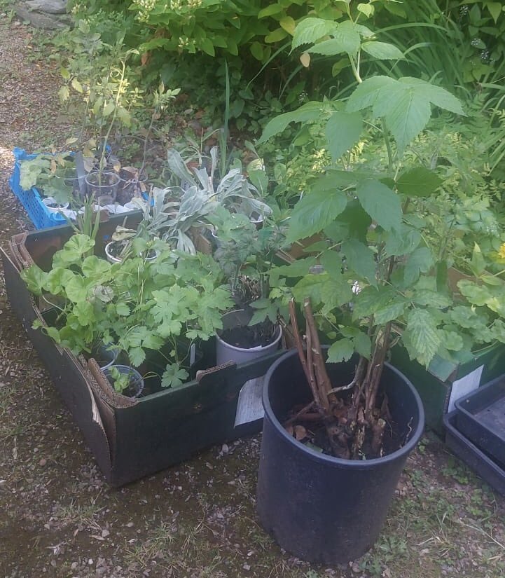 More kindness for Operation Garden! 

Thank you to <a href="/moseleyinbloom/">Moseley in Bloom</a> and Moseley Hall Hospital <a href="/bhamcommunity/">@bhamcommunity</a> for the donation of plants for our garden! <a href="/lucybird81/">lucy bird</a> continues to work hard on our garden area and it’s made all the easier through kindness like this!