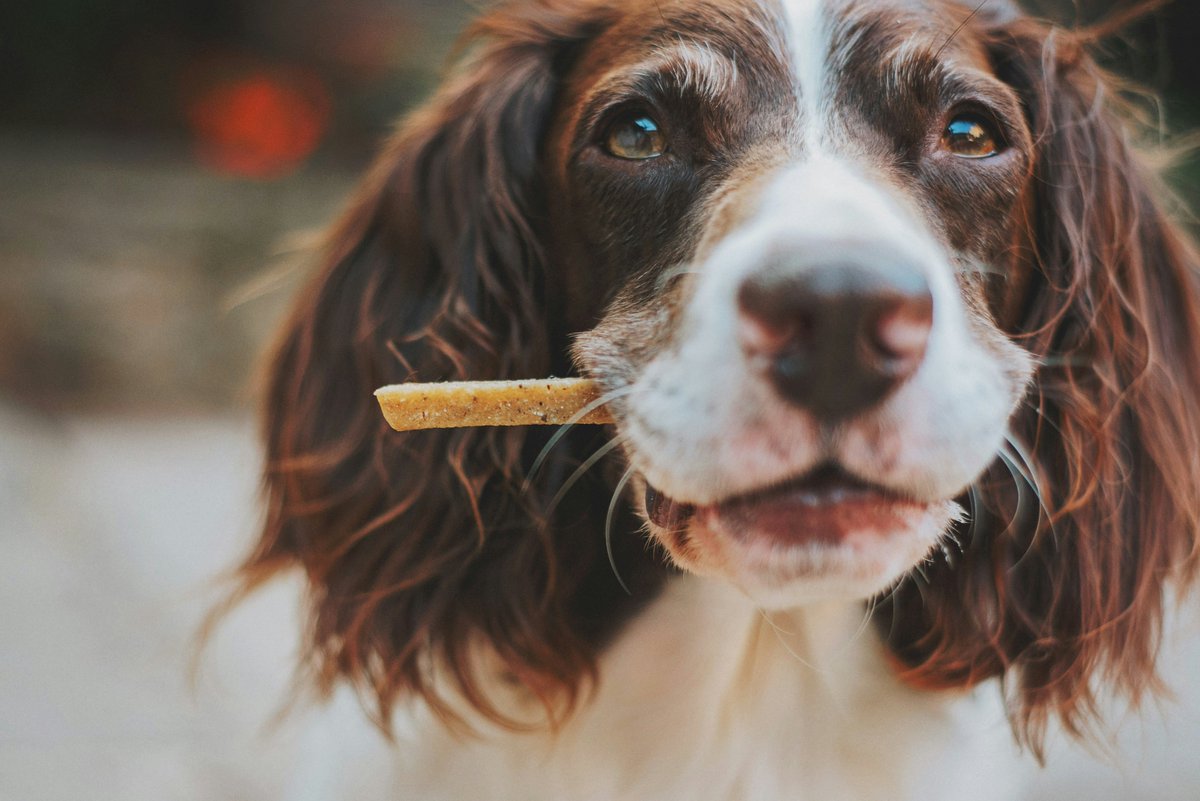 GoodFoodEurope's tweet photo. 📢 #Meatly has become the first company to gain clearance to sell its cultivated #PetFood in the UK 🇬🇧! 📢
Read from our newest blog what’s driving this new sector and how it relates to #cultivatedmeat for humans. 🐶
https://t.co/FlbHhrn0Ak https://t.co/KboQIKlGvb